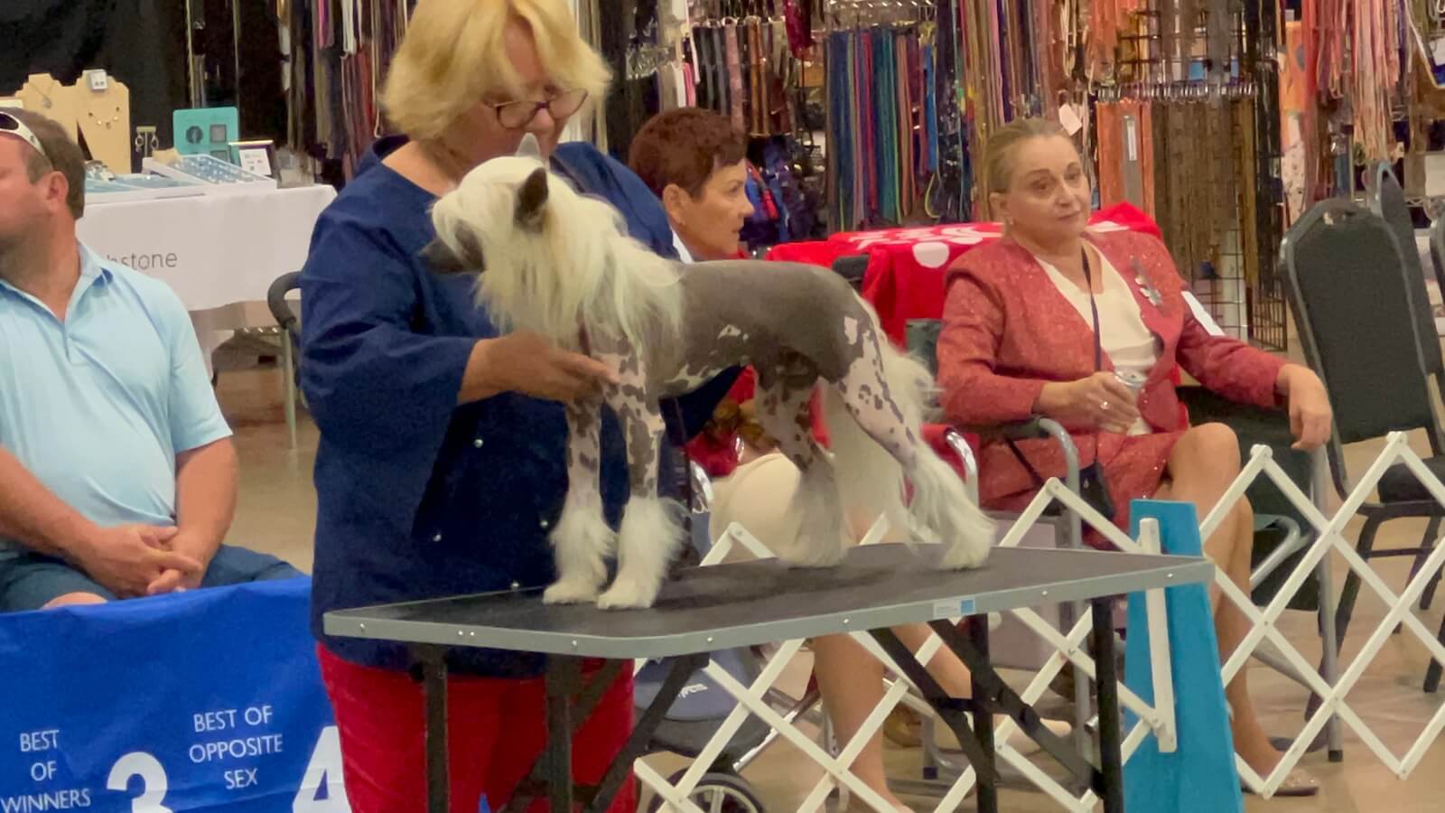 Halim being stacked on a grooming table at a dog show, posing in profile.