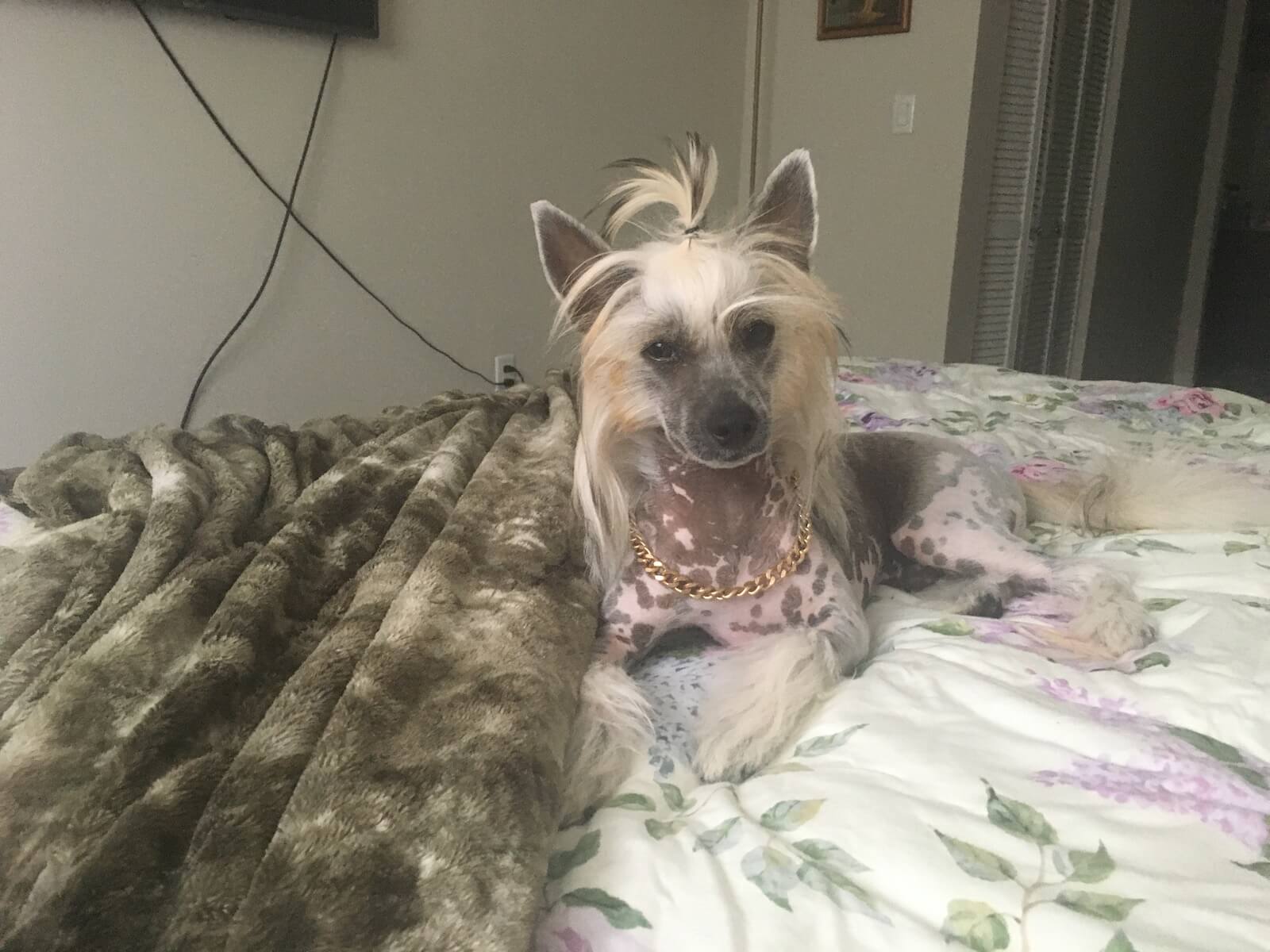 Halim resting on a floral bedspread wearing a gold chain, ears alert.
