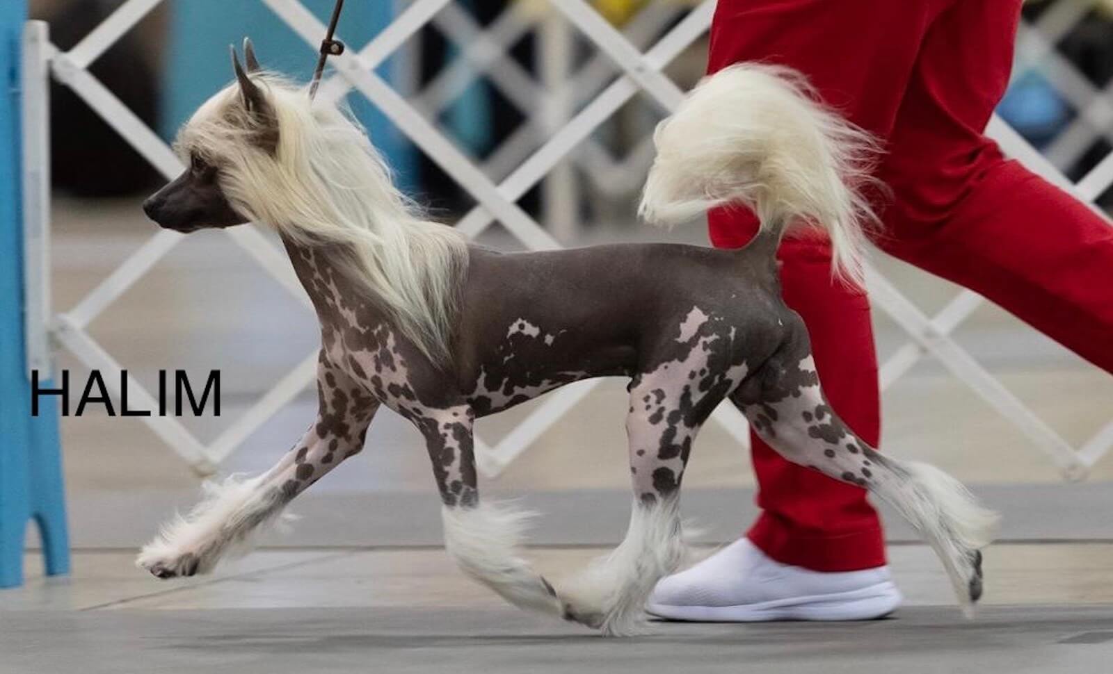 Halim, a Chinese Crested Hairless dog, trotting in the show ring beside a handler in red.