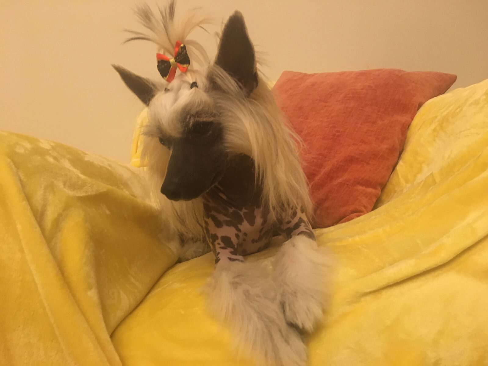 Halim sitting on a yellow velvet couch with a red bow in his crest.