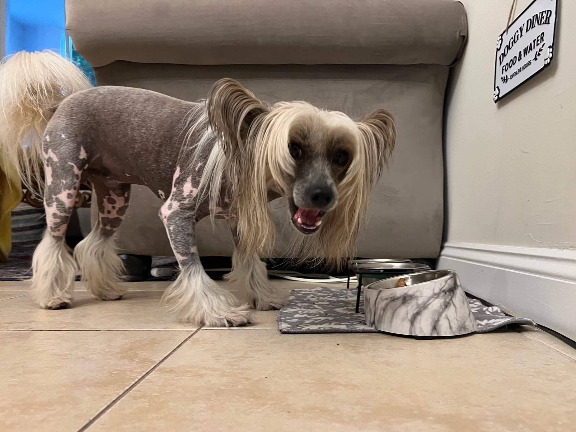 Halim the Chinese Crested standing next to his bowl in the Miami apartment