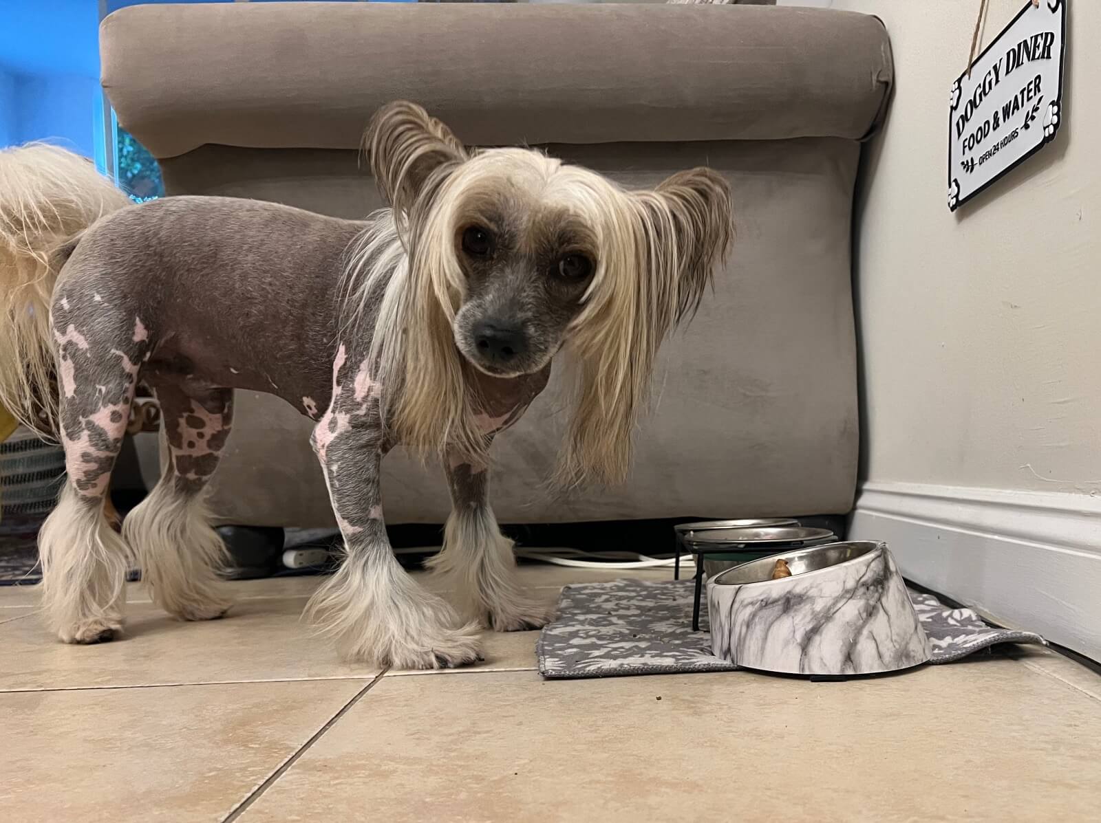 Halim the Chinese Crested looking directly at the camera