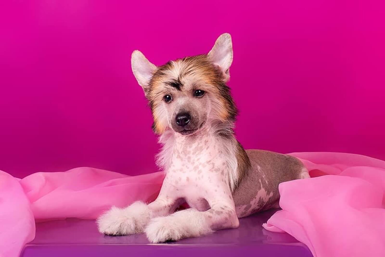 Halim as a puppy in Vladivostok, before his coat changed colour