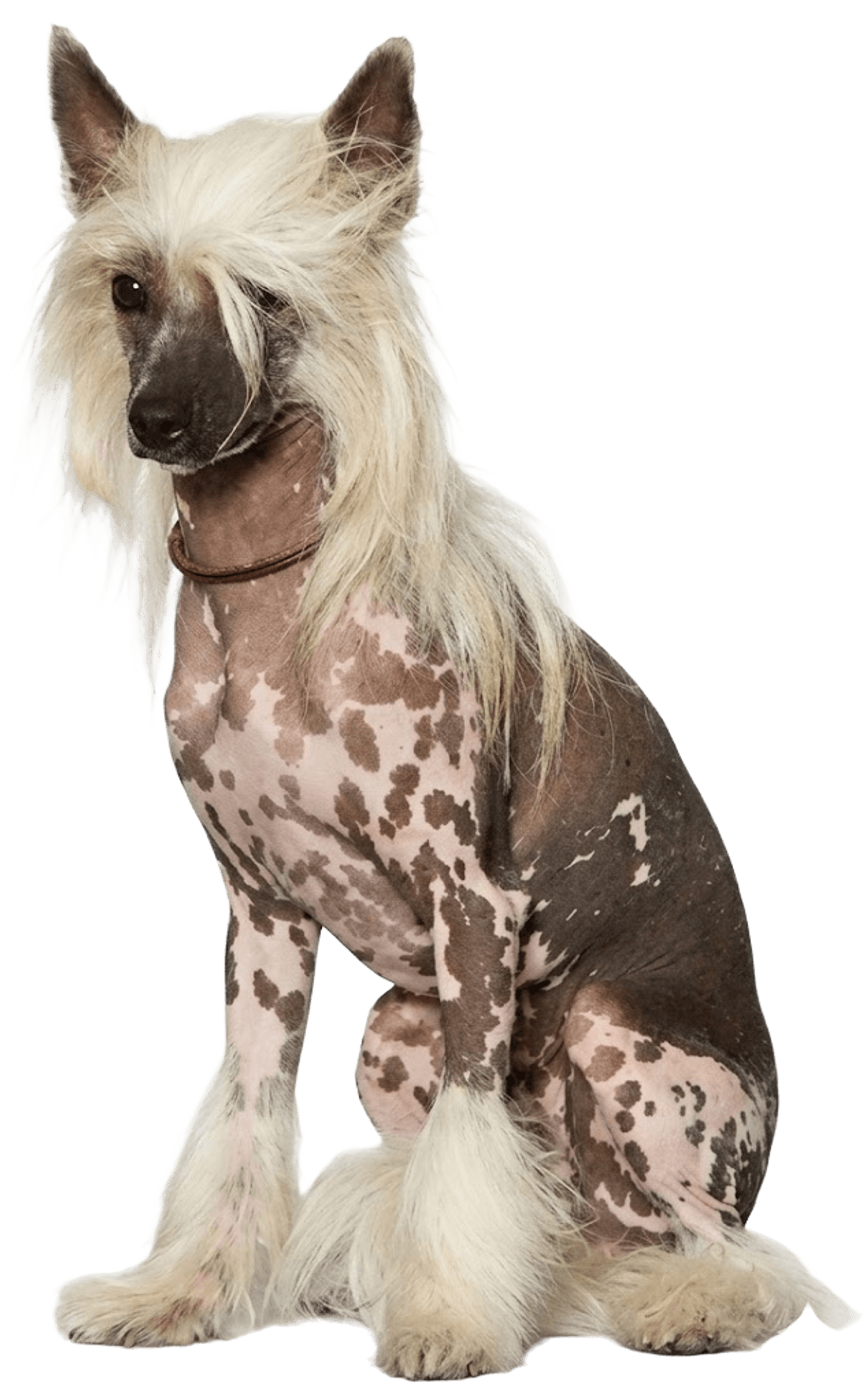 Halim the Chinese Crested, first-place show champion, sitting and looking toward the camera